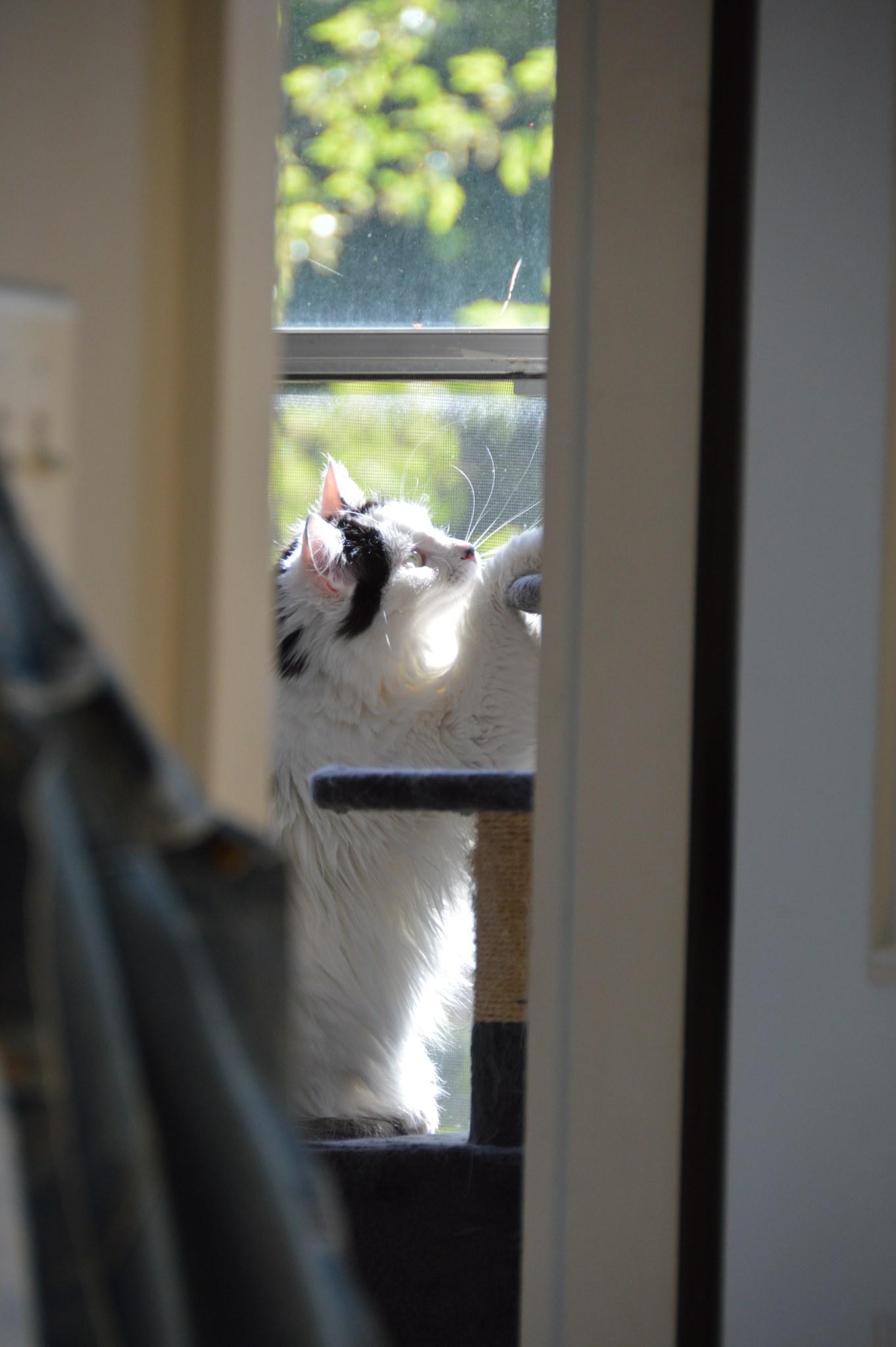 Window Watcher