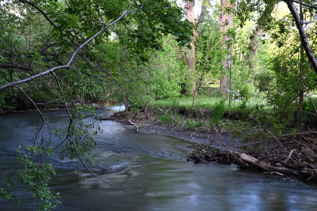 Summer Creek