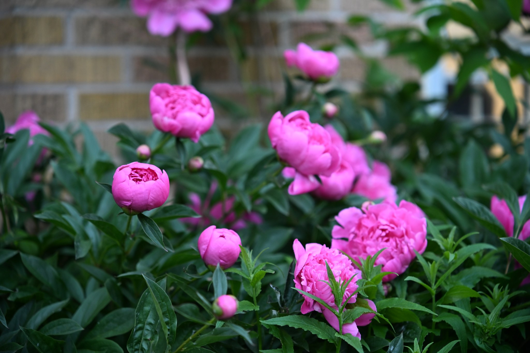 Pink Peonies