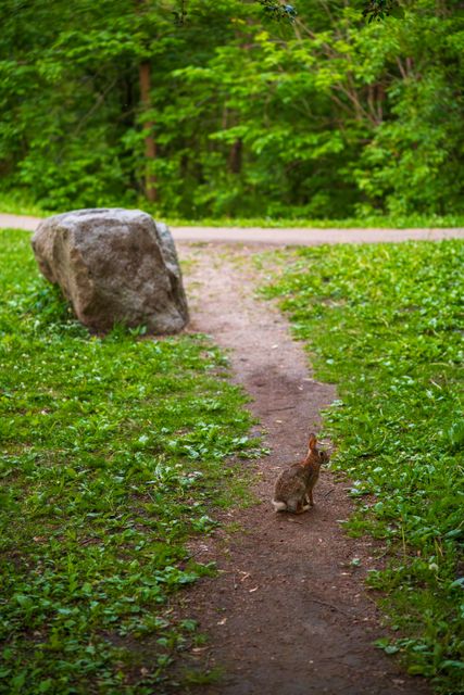 Path Dweller